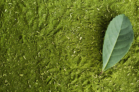The Ultimate Guide to Enjoying the Refreshing Yerba Mate Drink