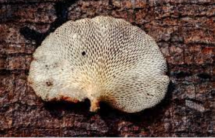 Yanomami Mushroom